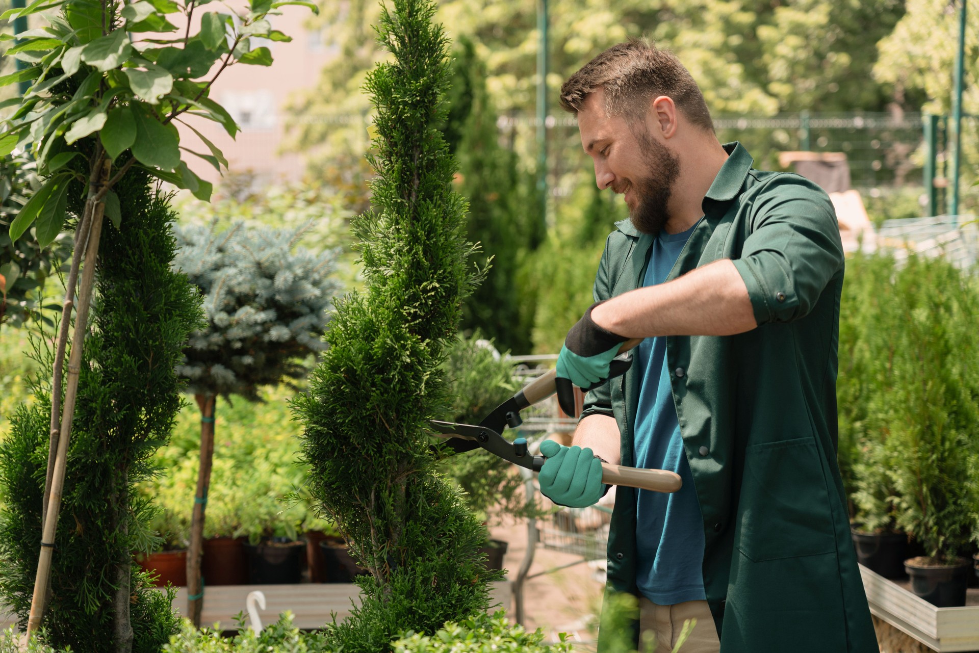 Man trimming decorative trees for sale in garden shop