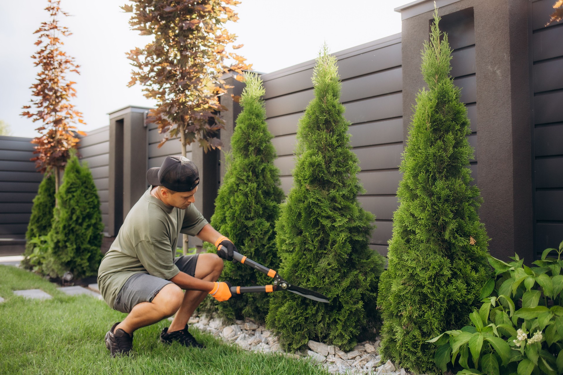 A young man is cutting pruning trees with a garden pruner in the backyard. A professional gardener is trimming big green bushes with gardening scissors in the park.