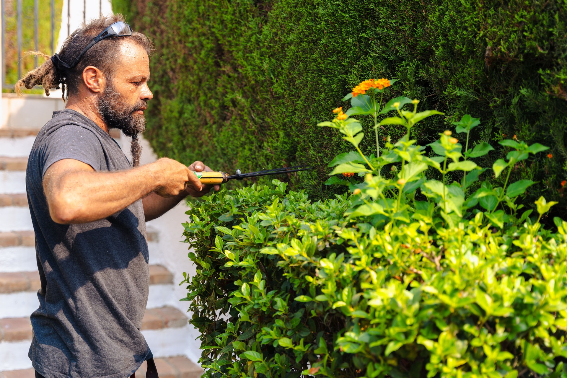 Gardener cutting hedge with pruning shears in backyard garden, outdoor maintenance landscaping work